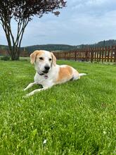 LEONIDA, Hund, Mischlingshund in Zwiesel - Bild 3