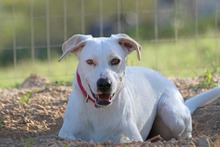 BEKA, Hund, Mischlingshund in Griechenland - Bild 2