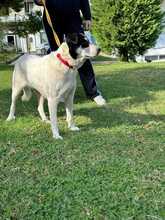 JULIE, Hund, Mischlingshund in Griechenland - Bild 6