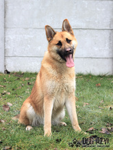 TILDA, Hund, Mischlingshund in Slowakische Republik - Bild 10