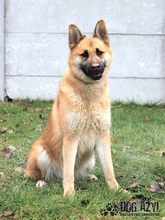 TILDA, Hund, Mischlingshund in Slowakische Republik - Bild 11