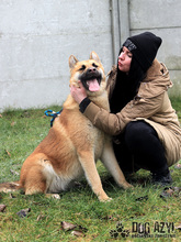 TILDA, Hund, Mischlingshund in Slowakische Republik - Bild 13