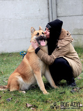 TILDA, Hund, Mischlingshund in Slowakische Republik - Bild 14