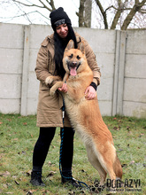 TILDA, Hund, Mischlingshund in Slowakische Republik - Bild 16