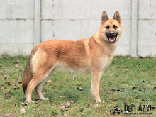 TILDA, Hund, Mischlingshund in Slowakische Republik - Bild 6