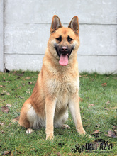 TILDA, Hund, Mischlingshund in Slowakische Republik - Bild 7