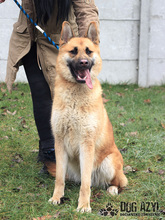 TILDA, Hund, Mischlingshund in Slowakische Republik - Bild 8