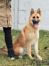 TILDA, Hund, Mischlingshund in Slowakische Republik - Bild 9