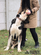 LITTLEBEAR, Hund, Mischlingshund in Slowakische Republik - Bild 10