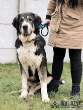 LITTLEBEAR, Hund, Mischlingshund in Slowakische Republik - Bild 11