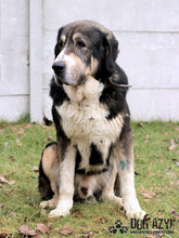 LITTLEBEAR, Hund, Mischlingshund in Slowakische Republik - Bild 12