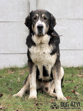 LITTLEBEAR, Hund, Mischlingshund in Slowakische Republik - Bild 13