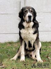 LITTLEBEAR, Hund, Mischlingshund in Slowakische Republik - Bild 14