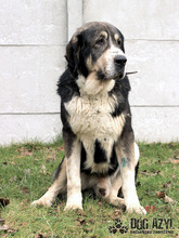 LITTLEBEAR, Hund, Mischlingshund in Slowakische Republik - Bild 15