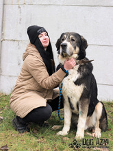 LITTLEBEAR, Hund, Mischlingshund in Slowakische Republik - Bild 16