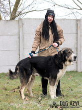 LITTLEBEAR, Hund, Mischlingshund in Slowakische Republik - Bild 17