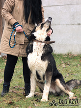 LITTLEBEAR, Hund, Mischlingshund in Slowakische Republik - Bild 5