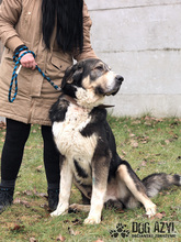 LITTLEBEAR, Hund, Mischlingshund in Slowakische Republik - Bild 6