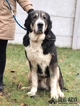 LITTLEBEAR, Hund, Mischlingshund in Slowakische Republik - Bild 7