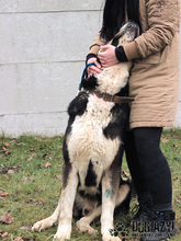 LITTLEBEAR, Hund, Mischlingshund in Slowakische Republik - Bild 8