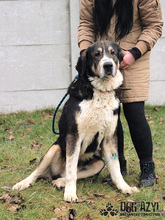 LITTLEBEAR, Hund, Mischlingshund in Slowakische Republik - Bild 9