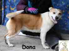 DONA, Hund, Staffordshire Bull Terrier-Mix in Bosnien und Herzegowina - Bild 2