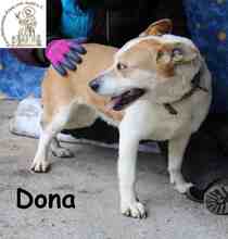 DONA, Hund, Staffordshire Bull Terrier-Mix in Bosnien und Herzegowina - Bild 3