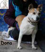 DONA, Hund, Staffordshire Bull Terrier-Mix in Bosnien und Herzegowina - Bild 4