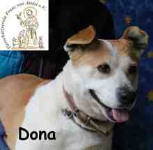 DONA, Hund, Staffordshire Bull Terrier-Mix in Bosnien und Herzegowina - Bild 5