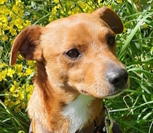 STELLINO, Hund, Mischlingshund in Italien