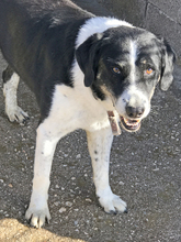 GIORGIOS, Hund, Mischlingshund in Griechenland - Bild 1