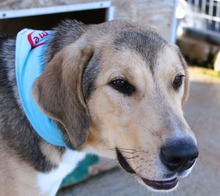 SIMON, Hund, Mischlingshund in Griechenland - Bild 4