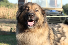 ELAYNE, Hund, Mischlingshund in Hagen - Bild 1