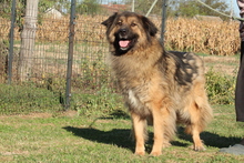 ELAYNE, Hund, Mischlingshund in Hagen - Bild 2