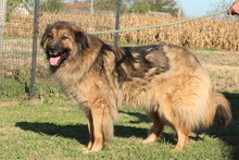 ELAYNE, Hund, Mischlingshund in Hagen - Bild 3