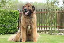 ELAYNE, Hund, Mischlingshund in Hagen - Bild 4