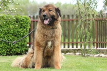 ELAYNE, Hund, Mischlingshund in Hagen - Bild 5