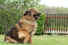 ELAYNE, Hund, Mischlingshund in Hagen - Bild 6