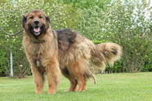 ELAYNE, Hund, Mischlingshund in Hagen - Bild 7