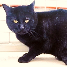 LICE, Katze, Europäisch Kurzhaar in Spanien - Bild 14