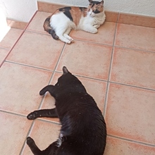 LICE, Katze, Europäisch Kurzhaar in Spanien - Bild 8