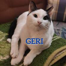 GERI, Katze, Europäisch Kurzhaar in Bosnien und Herzegowina - Bild 1