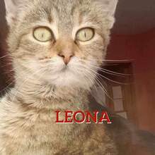 LEONA, Katze, Europäisch Kurzhaar in Bosnien und Herzegowina - Bild 1