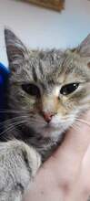 LEONA, Katze, Europäisch Kurzhaar in Bosnien und Herzegowina - Bild 7