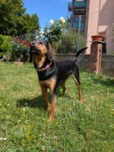 LORRAINE, Hund, Mischlingshund in Miltenberg - Bild 2