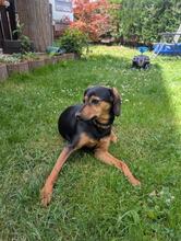 LORRAINE, Hund, Mischlingshund in Miltenberg - Bild 3