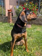 LORRAINE, Hund, Mischlingshund in Miltenberg - Bild 4