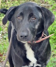 VAL, Hund, Mischlingshund in Griechenland - Bild 2