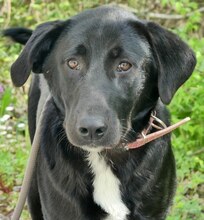 VAL, Hund, Mischlingshund in Griechenland - Bild 4