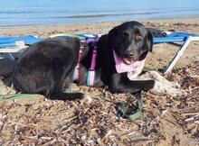 LOVE, Hund, Mischlingshund in Griechenland - Bild 37